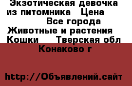 Экзотическая девочка из питомника › Цена ­ 25 000 - Все города Животные и растения » Кошки   . Тверская обл.,Конаково г.